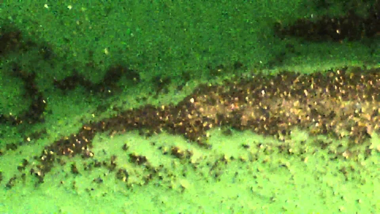 Gold In Black Sand YouTube