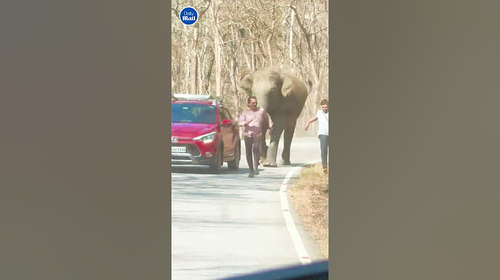 Tourists run for their lives to evade charging elephant in southern India