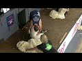 Royal Highland-Showcase - Intermediate Shearer Highlights