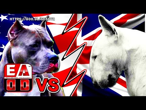 Video: Akita Pit -koirarodun Kuvat, Ominaisuudet Ja Tosiasiat