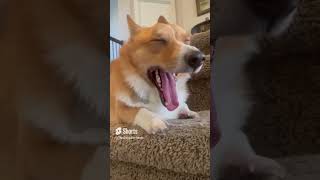 Make me bacon and happy  #trending #corgi #dog #babyanimal