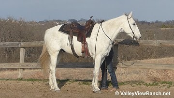 Jake - turns, jog, lope, stops! - ValleyViewRanch.net