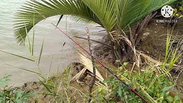 Điểm câu cá sông tự nhiên Cần Giờ, điểm câu cá lý tưởng.