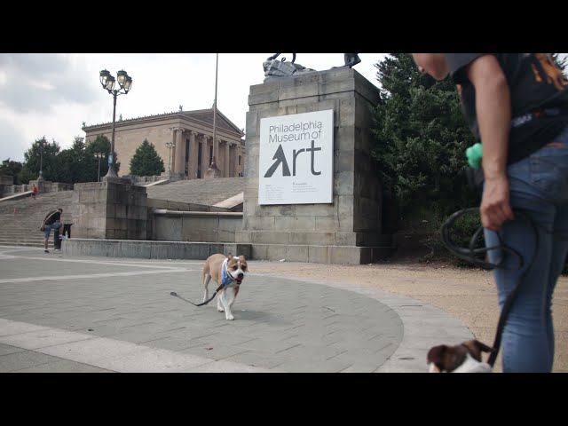 Dog Training at Philly Art Museum with Suburban K9!