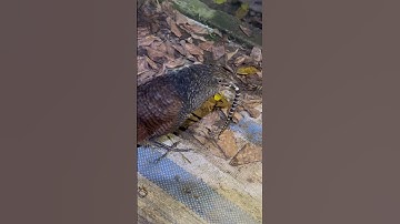 Chim săn mồi bìm bịp ăn rắn cạp nia #snake #wildlife #birds #cobrasnake #cute #250