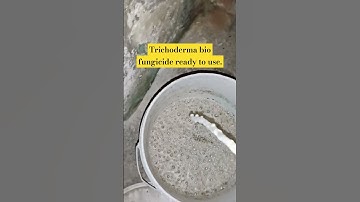 Trichoderma bio fungicide ready to use.