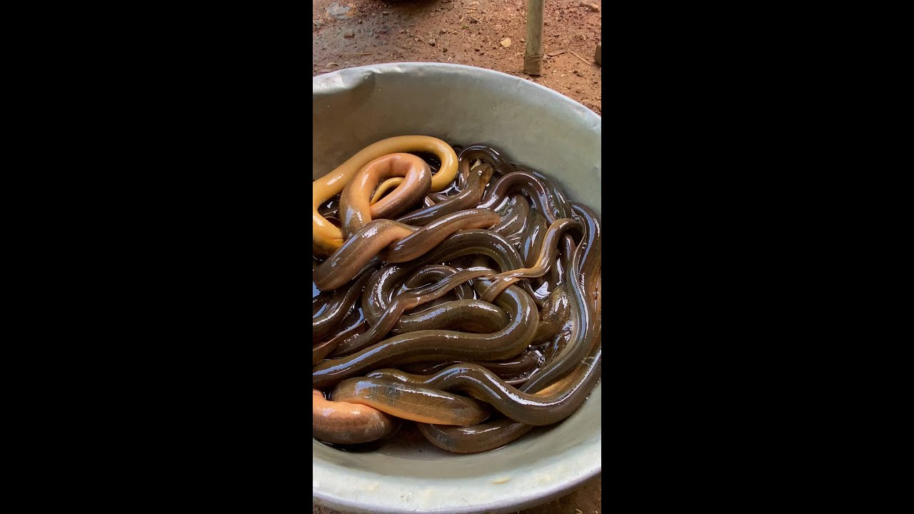 Incredible!! A Man Fishing Eels By PVC pipe In Rice Field