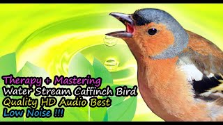 Download Lagu Chaffinch Bird Song Best Quality Audio For Therapy \u0026 Mastering (Fringilla Coelebs) MP3