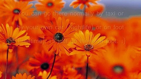 The Sims 2 Open for Business - " Starting a shop " tutorial