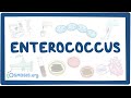 Enterococcus- causes, symptoms, diagnosis, treatment, pathology