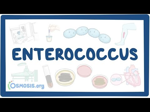 Vidéo: Enterobacter cloacae est-il mucoïde ?