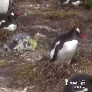 Penguin berak