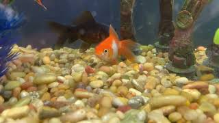 Fancy Goldfish Pov