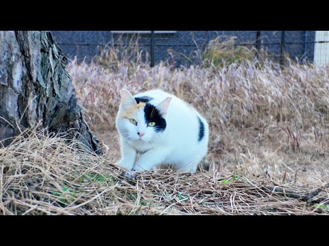 This calico cat is so cute, it comes running to me with joy