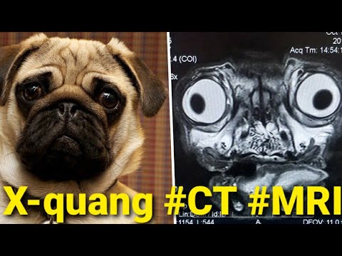 Phân biệt X-quang, CT, MRI ứng dụng trong chẩn đoán hình ảnh thú y