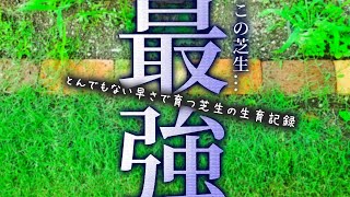 とんでもない早さで育つ芝生を見つけました【一瞬じゅうたん】