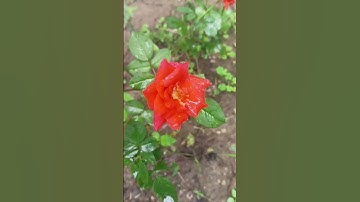 Thumbnail of ✨🌹 #newsong #song #nature #love