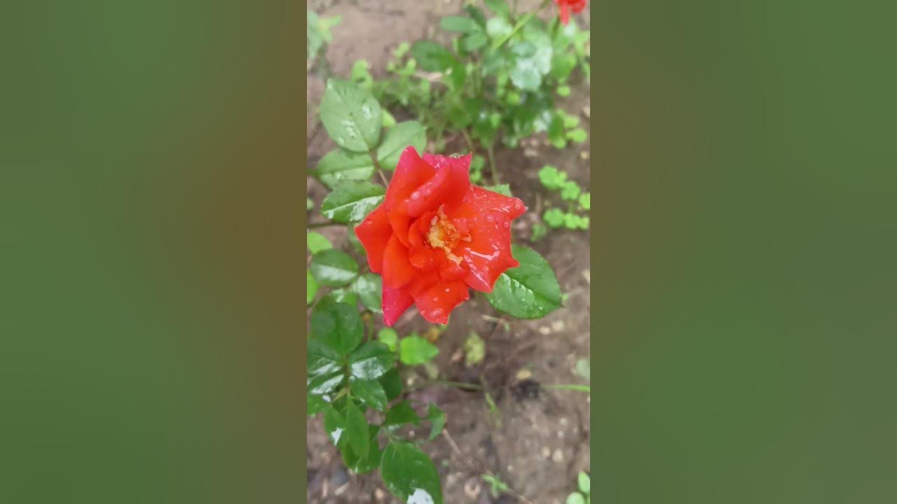 ✨🌹 #newsong #song #nature #love