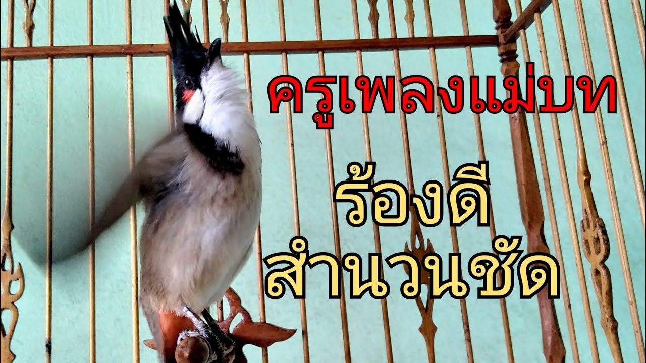 #ขอบคุณ1ล้านวิวครับ ครูเพลงแม่บท!!วนเพลงสวยๆสับเน้นๆ#นกกรงหัวจุก