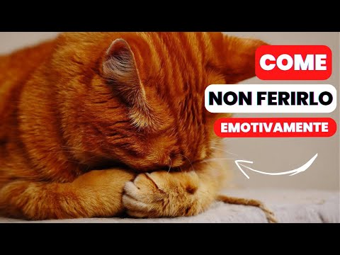 Video: Come mantenere i vecchi gatti a cuore