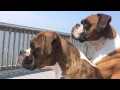 Two boxers, "just sittin' on the dock of the bay, wasting time."