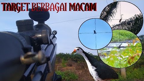 berburu ruak ruak di sore hari | burung mandar | cangak merah & sintar zebra | bird hunting
