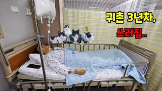 귀촌했더니 고양이만 9마리...(ft,입원한 남자와 집나간 마누라) 7탄