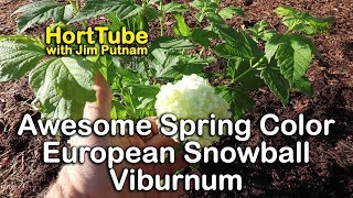 European Snowball Viburnum Puts On A Big Show - Common Snowballs