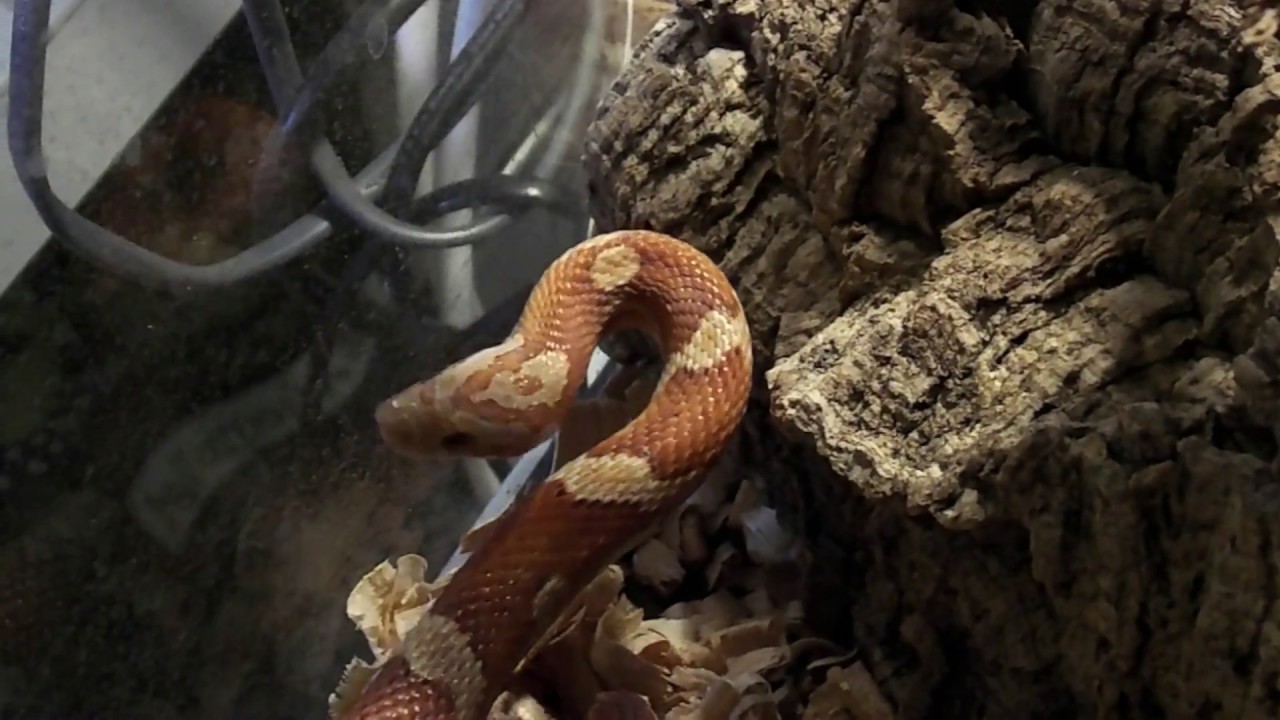 Маисовый полоз / Содержание / Описание