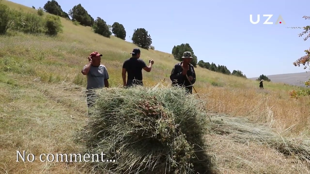 Eshakda qalin va uzun