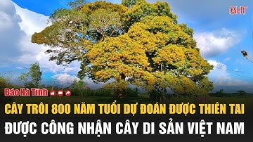 Cây trôi 800 năm tuổi dự đoán được thiên tai được công nhận cây di sản Việt Nam