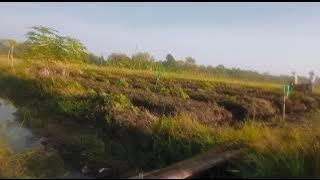 Story wa wong tani