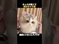 チュウが遅くて拗ねちゃう猫