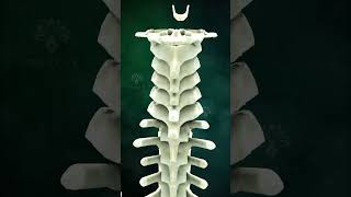 3D animation Human Skeleton System | Human Body Anatomy | Skeletal system animation