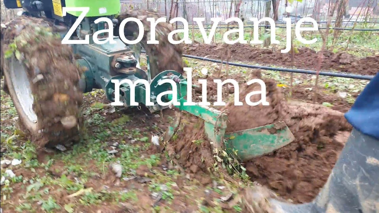 Koje su prednosti zaoravanja maline?