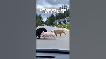 Neighborhood Chaos: Pig & Dog CHASED him down the block! 🇺🇸 | 車内から目撃！クマを追い回すブタと犬 🇯🇵​
