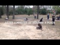 Group Class Houston Dog Training Group Class Houston Dog Training