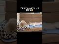 ボスプーと一緒に寝たい不器用系シベリアンハスキー #shorts