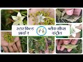 Shark1 (Star Field) & Black Thrips Control | Pandurang Gawande - Warud (Amravati) | Kisan Agro Cart