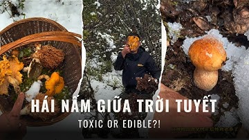 Hái Nấm Giữa Trời Tuyết Và Sau Cơn Mưa | Quá Trời Nấm Độc Và Nấm Ngon  ! #mushroomforaging #háinấm