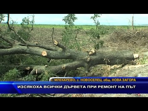 Видео: Тройници (60 снимки): какво е това? Описание на дървета и храсти. Как изглеждат канадски, колонови и други растителни видове?