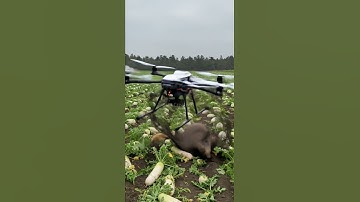Drones capture wild boars that destroy crops1#villagelife#smartfarming #rurallife #farmingtraditions
