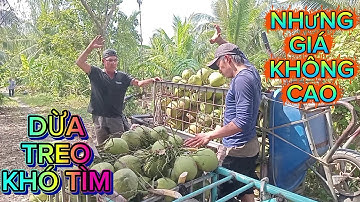 Dừa treo khó tìm .nhưng gặp lạnh giá không cao lắm #quocduavlog 