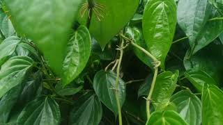 Betle leaves in Sri Lanka - Bulath / Nagawalli