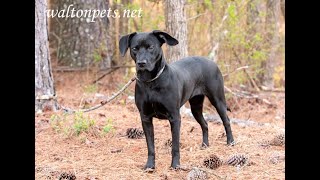 Black Lab "Lucy" for adoption at waltonpets.net