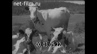 1963г. совхоз Сортавальский. айрширская порода коров. Карелия