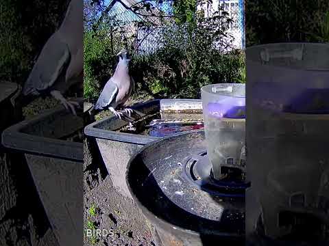 Голубь на водопое.
