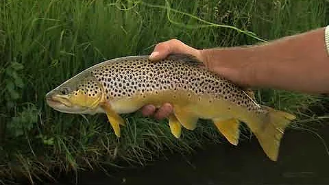 BROWN TROUT ON HOPPERS FLYFISHTV