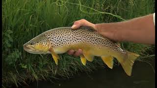 BROWN TROUT ON HOPPERS FLYFISHTV