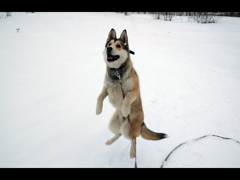 Просто Гром HD
